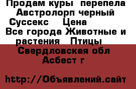 Продам куры, перепела. Австролорп черный. Суссекс. › Цена ­ 1 500 - Все города Животные и растения » Птицы   . Свердловская обл.,Асбест г.